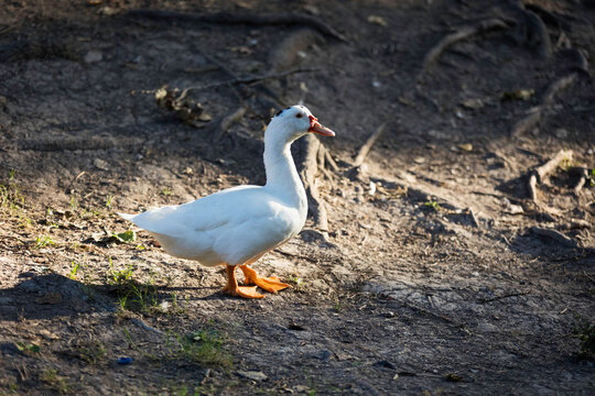 Pato en el parque