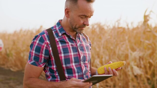 Portrait of a farmer holding a mature yellow corn cob and using a digital tablet in a field.