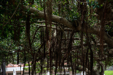 Obraz premium Ancient Banyan Trees in Okinawa Garden