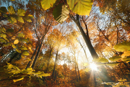 Sun burst with bright beams shining through majestic trees in the colorful forest in autumn. Backlit wide-angle landscape shot with vibrant fall colors, sunlight and shadows 