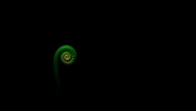 Emerald Spiral Fern Frond Emerging From Darkness