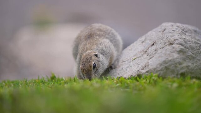 Animal portrait of funny gopher poses for the camera, slow motion