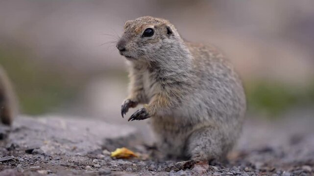 A super close-up portrait of funny gopher poses for the camera, slow motion. Nice animal eat