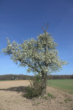 Bl&uuml;hender Baum