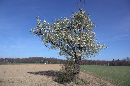 Bl&uuml;hender Baum