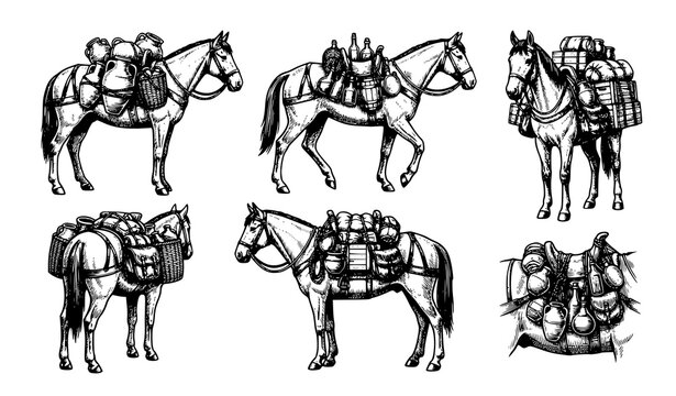 Historical Pack Horse Saddle Vessels Vintage Engraving Vector Illustration