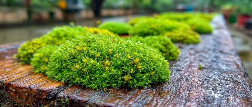 Vibrant green moss patches with yellow sporophytes grow on a weathered wooden log with a blurred background.
