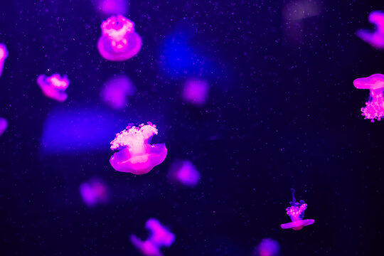 Colorful jellyfish swim in water tank with dark background at aquarium during evening visit