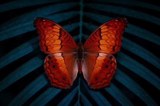 A symmetrical orange red butterfly rests on dark teal tropical leaves in moody serene nocturnal lighting with rich detailed wings