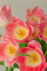Obraz premium Colorful tulips bloom in a simple vase placed on a table during the spring season