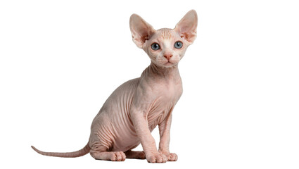 Pink wrinkled Sphynx kitten with large ears sitting, isolated on transparent background © studiox