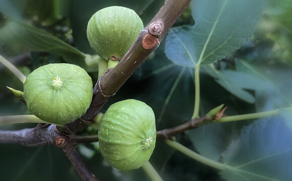 figs on a tree