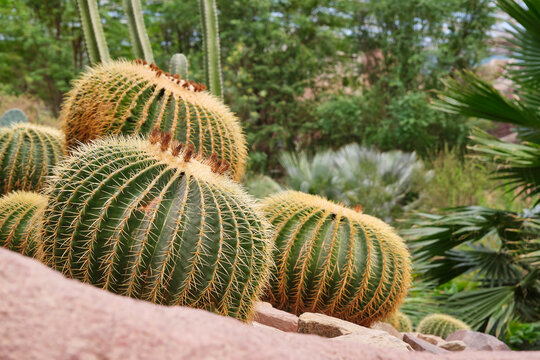 Several large spherical golden barrel cacti are clustered together on a rocky slope, surrounded by various desert plants and trees