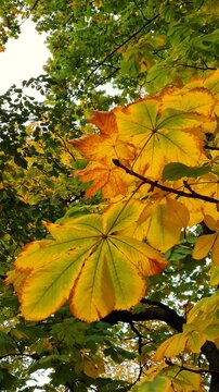Bright yellow horse chestnut tree leaves with detailed veins on branches against blurred autumn park trees.