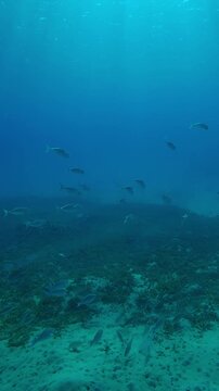 Vertical footage, Top view on school of mackerels swim in the deep, Slow motion of Striped mackerel or Indian mackerel, Rastrelliger kanagurta shoal in deep blue water