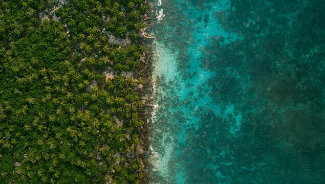 Lush Green Forest Meet Turquoise Ocean Shoreline