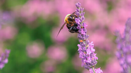 ラベンダーの花蜜を吸うクマバチ　 © tom-2