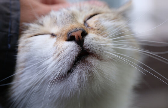 A happy cat photographed up close.