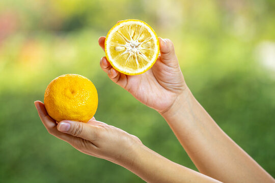 Gardener's hands holding Fresh Sweet Yuzu Orange fruit over blur greenery background, Kochi Yellow Yuzu over green natural Blur background.