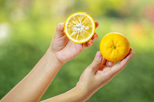 Gardener's hands holding Fresh Sweet Yuzu Orange fruit over blur greenery background, Kochi Yellow Yuzu over green natural Blur background.