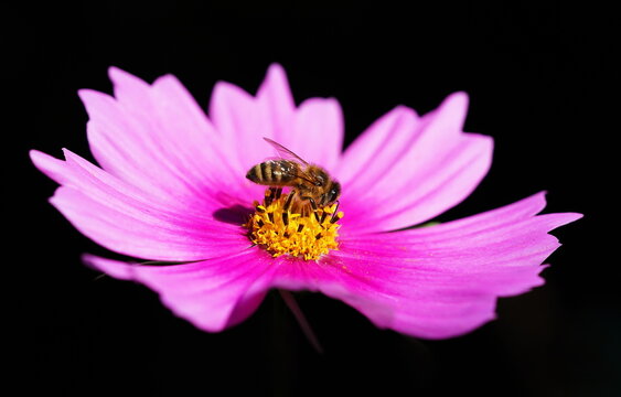 bee on a cosmos flower