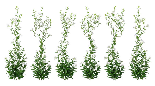 Set di piante rampicanti con fiori bianchi su sfondo bianco