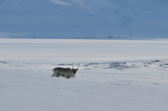 Renna delle Svalbard