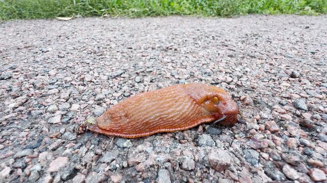 A red slug crawls slowly across a rough gravel path in Saint Petersburg. Green grass frames the quiet scene. Watching this curious creature evokes calm fascination.