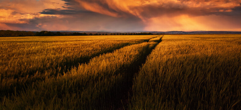 Tracks on a barley field at sunset leading to storm clouds. A vast landscape with dramatic sky and magnificent warm light.