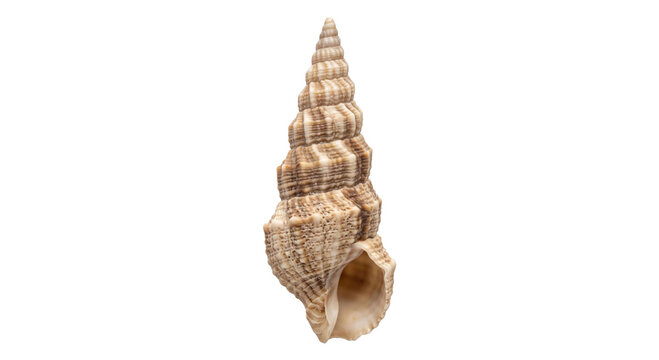 Detailed spiral seashell with intricate patterns and a textured surface on white background