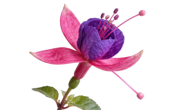 Vibrant fuchsia flower with purple petals and pink sepals, isolated on transparent background