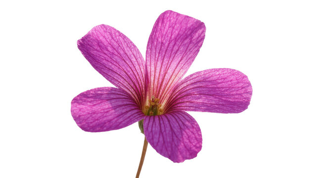 Delicate purple oxalis flower with visible veins, isolated on transparent background