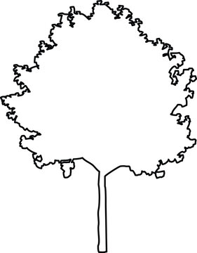 Handdrawn sketch of a deciduous tree silhouette with a textured crown, simple black outline illustration
