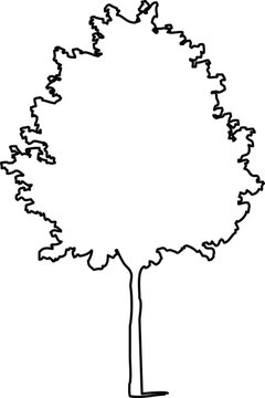 Handdrawn sketch of a tall tree silhouette with a dense, textured crown, simple black outline illustration