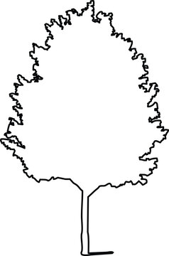 Handdrawn sketch of a deciduous tree silhouette with a textured outline