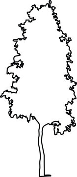 Minimalist handdrawn outline of a tall coniferous tree silhouette