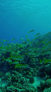 Vertical footage, School of yellow goatfish swim over coral seabed on sunny day, Slow motion of shoal of Yellowfin Goatfish, Mulloidichthys vanicolensis swimming over corals in coral garden