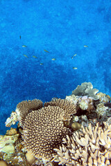 Small tropical fish over coral reef in Okinawa © bongoman