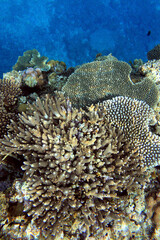 Shallow tropical coral reef in Okinawa blue water © bongoman