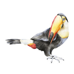 Tropical toucan with black plumage and a striking yellow, orange and red beak, painted in expressive watercolor. Perfect for wildlife decor, zoo products, textiles, packaging and travel prints. © Mea_ta 