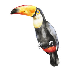 Watercolor illustration of a black toucan with a large yellow, orange and red beak in tropical wildlife style. Ideal for zoo, nursery, textile, packaging, poster and travel design. © Mea_ta 