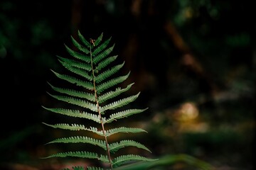 Vibrant green fern frond isolated against a dark forest background. Scientific Name / Botanical Group Tracheophyta / Polypodiopsida  © MY STOCKERS
