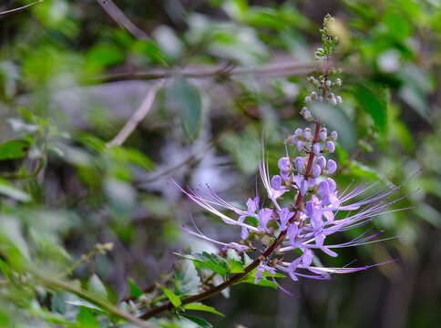 Vibrant purple cat's whiskers flower (Orthosiphon aristatus), represents tropical herbal medicine and botanical beauty.
​Scientific Name: Orthosiphon aristatus (Synonym: Orthosiphon stamineus)