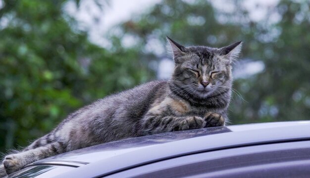 A cozy tabby cat relaxing and sleeping peacefully on top of a car roof outdoors. Scientific Name: Felis catus