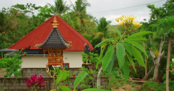 Frangipani flowers bloom near ornate gold Hindu shrine in Nusa Penida Bali
