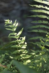 Vibrant green fern leaves on natural sunlight. A fresh, botanical concept representing growth, environmental sustainability, and wilderness. Scientific Name: Polypodiopsida (fern family Pteridophyta) © MY STOCKERS