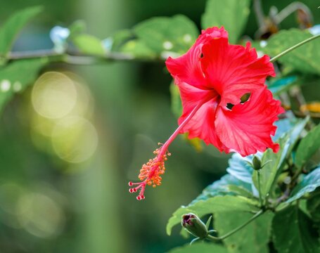 Vibrant red tropical hibiscus blooming against soft green bokeh background. National flower of Malaysia. Scientific Name: Hibiscus rosa-sinensis