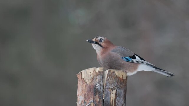 Eurasian Jay (Garrulus glandarius) is perched on a wooden post and eagerly gulping down seeds in the cold winter season