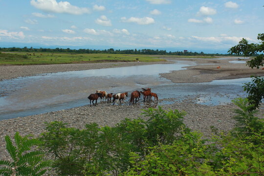 a herd of horses at a watering hole in a river