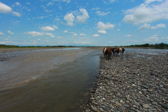 a herd of horses at a watering hole in a river